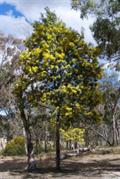 Acacia dealbata